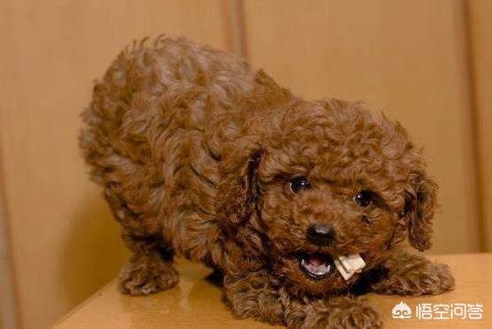 如何知道身上招东西了,如何判断泰迪身上有没有跳蚤？