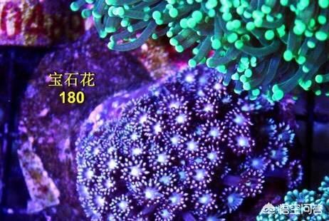 宝石花的养殖方法:什么样的花需要海水养活？