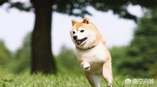 豆柴犬好养吗:柴犬好养吗？花销大吗，会不会像哈士奇一样拆家？有什么特点？