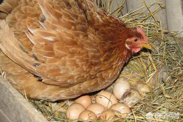 鸡难下蛋怎么办？