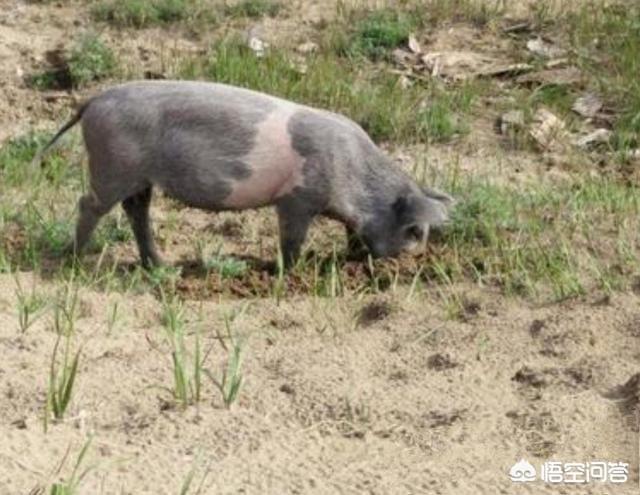 北美红雀的鸟喙像什么工具:恐龙和鸟类各有什么特点？