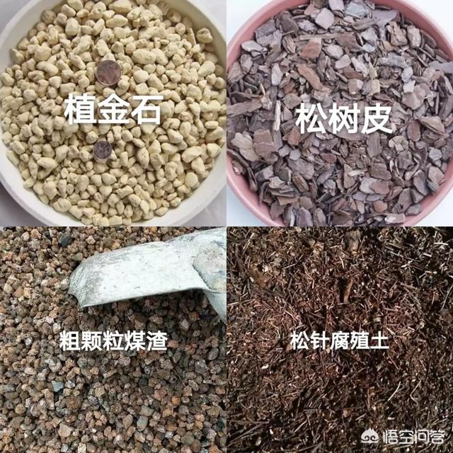 兰花鼠尾草习性:为什么野生兰草比家种的长得快？