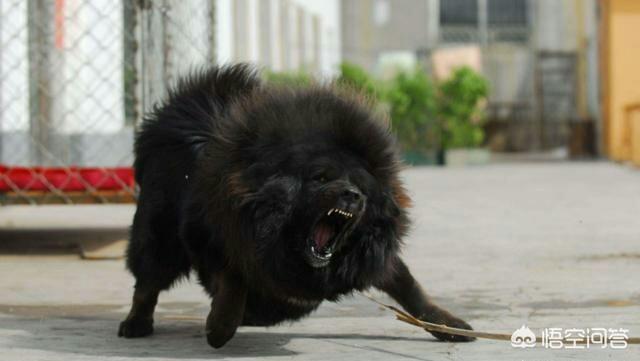 杜高猎犬勇斗巨型野猪:杜高猎犬大战野猪视频 杜高犬和藏獒哪种厉害一些？