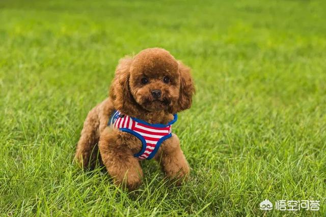 小型宠物狗的种类大全:想养小型犬的人应该选择哪种狗？应该注意哪些方面？