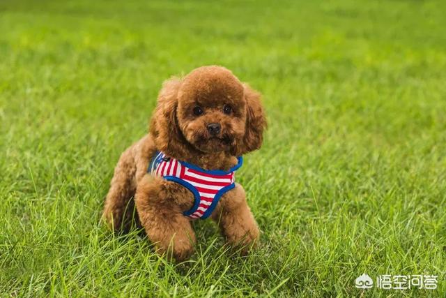 小型犬种:有哪些不会长大的小型犬？