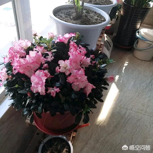 杜鹃花是否有毒适合在室内养吗:在室内放置杜鹃花，怎么样？