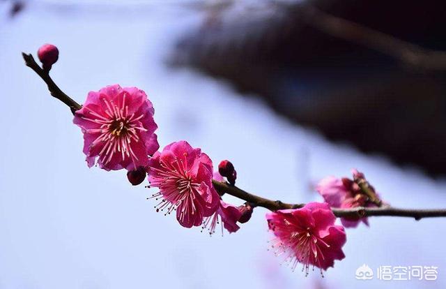 梅花象征着什么意义:梅花的种类、花语、象征意义分别是什么？