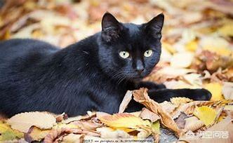 躲避喵星人的灵异事件:你和猫咪之间有哪些感人肺腑的故事？