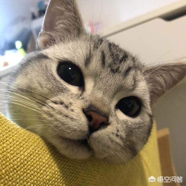 猫咪一般会在什么时候长出猫腮？如何照顾这个时候的猫比较好？插图