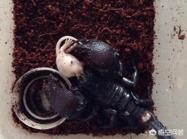 卖豹猫守宫的网站:养守宫开销大吗？要买些什么，注意些什么？