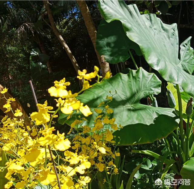 微信群发红包骗局:过年发红包，在微信群里发了红包不收是什么意思