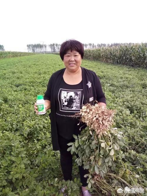 野菊花生蚜虫怎么防治:菊花蚜虫图片与防治 花生田间地下害虫调查取点方式方法有哪些？