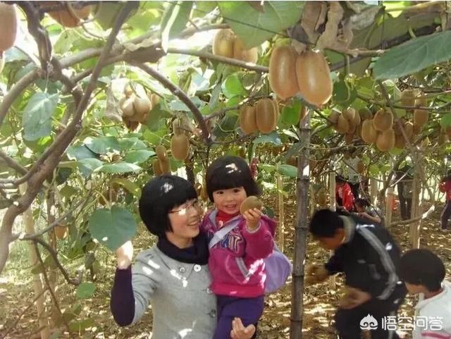 猕猴桃是热性还是凉性:猕猴桃是热性还是凉性,例假能吃吗 奇异果是寒性还是热性？多吃会怎么样？