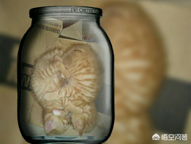 星际养猫指南百度贴吧:养猫一定什么都要给他最贵最好的吗？