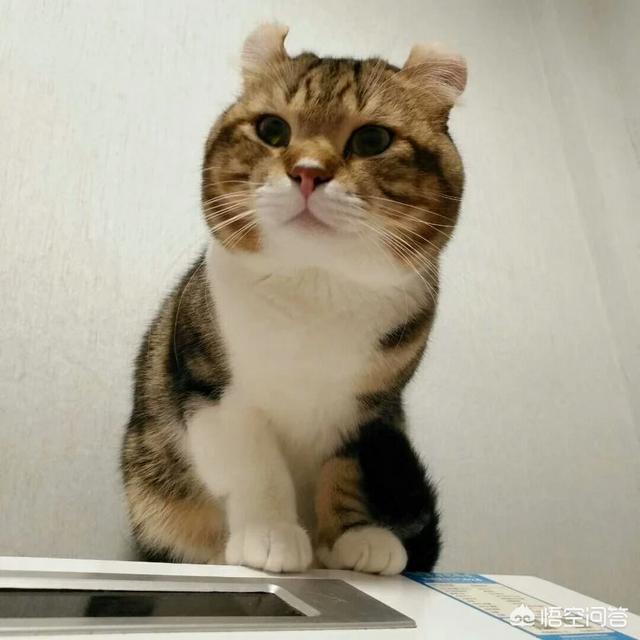 萨凡纳猫萌宠成长记:叙利亚总统阿萨德的两个妹妹为何身亡？凶手是谁呢？