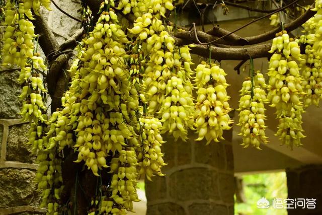 东莞 禾雀花:禾雀花适合栽种在家中院子里吗？