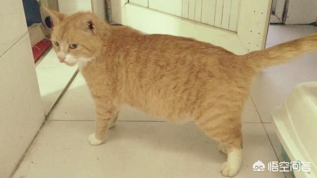 二十块的猫能买来养吗？