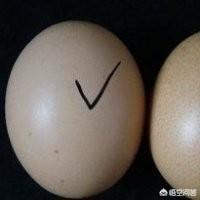 绿壳鸡蛋比黄壳鸡蛋好在哪里，红壳、白壳、绿壳，不同颜色的鸡蛋真的不一样吗