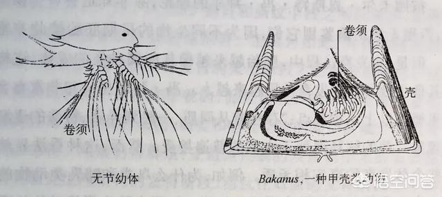 非常进化:胚胎发育为什么要重演进化的过程？