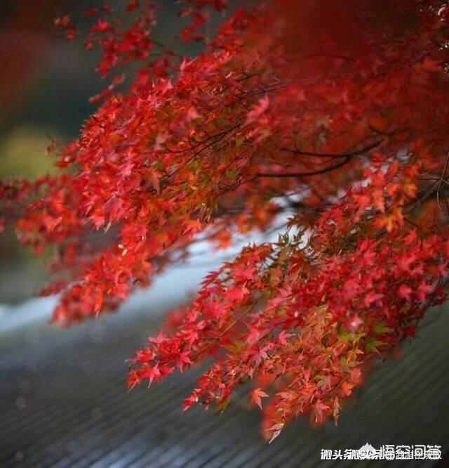怎样理解“停车坐爱枫林晚,霜叶红于二月花”这句话？