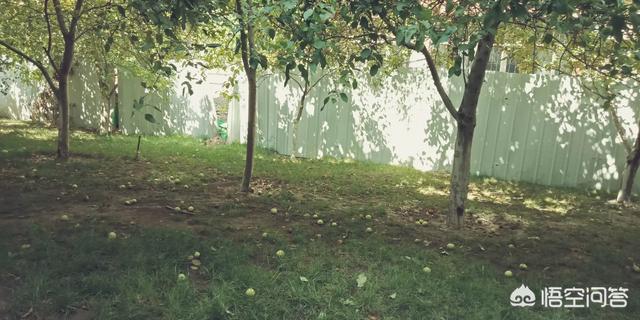 狗狗突然拼命吃草，是怎么回事？插图23