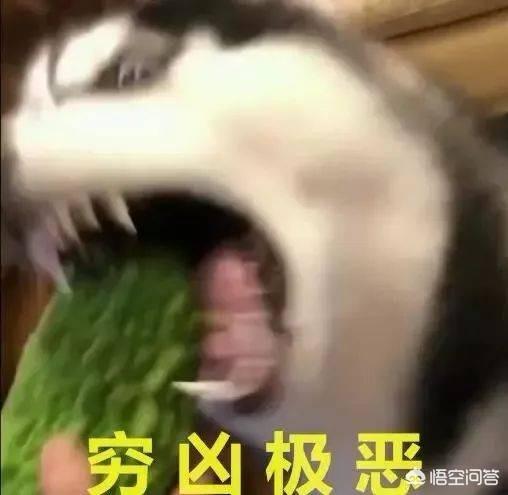 哈士奇吃什么主食:哈士奇吃什么主食 哈士奇真的喜欢吃苦瓜吗？