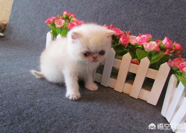 加菲猫吃鸡肉会发腮吗？猫吃生鸡肉还是熟鸡肉？