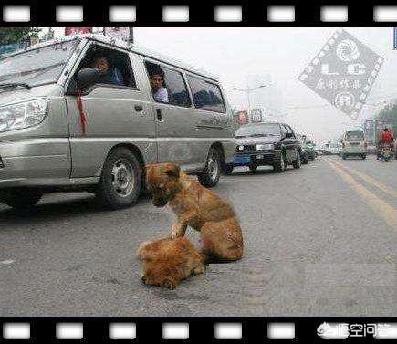 撞死金毛狗狗图片:如果你开车撞死了一条狗，需要赔偿吗？