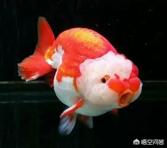 浅金色西施熊:#萌星人成长记#金鱼为什么越养颜色越浅？