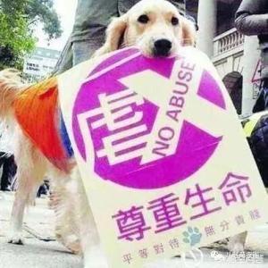 我家狗狗日了我图片:宠物狗跟人常住一起对人体有害吗？