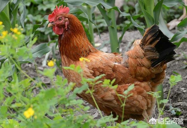 安第斯山猫可以养殖吗:在农村养土鸡是种怎样的体验？