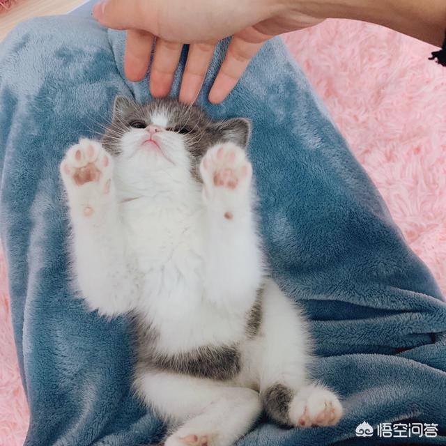 我们家猫咪快要生了，跟前跟后的一直望着我叫，给猫粮也不吃了。是什么原因？插图25