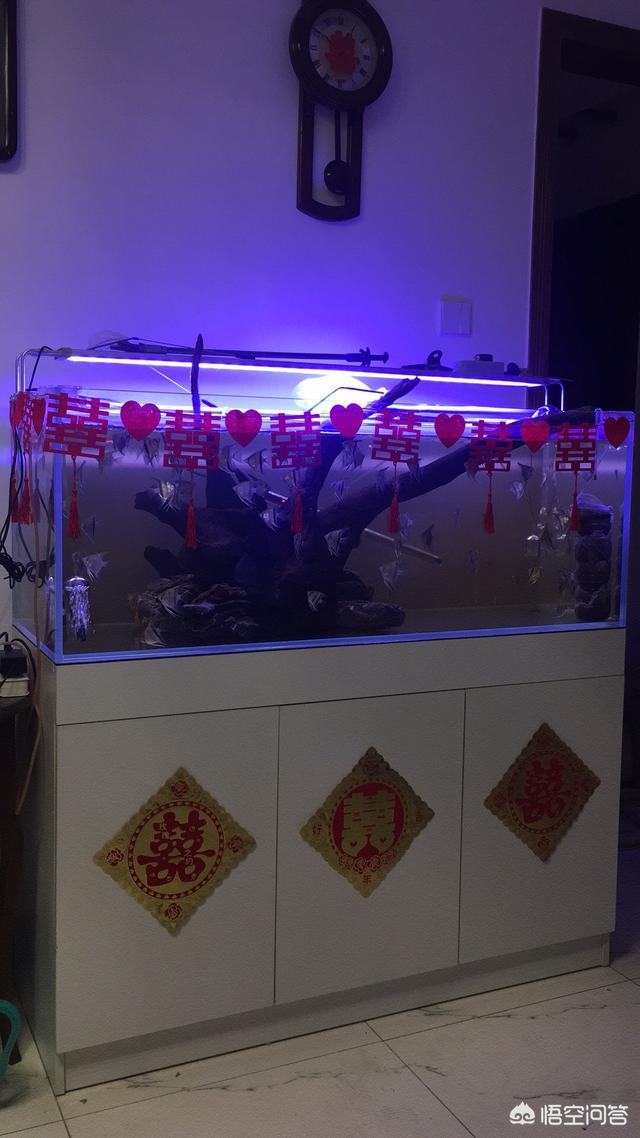 养鱼知识氧气:给鱼缸打氧气，仅仅是为了增加水中的含氧量吗？