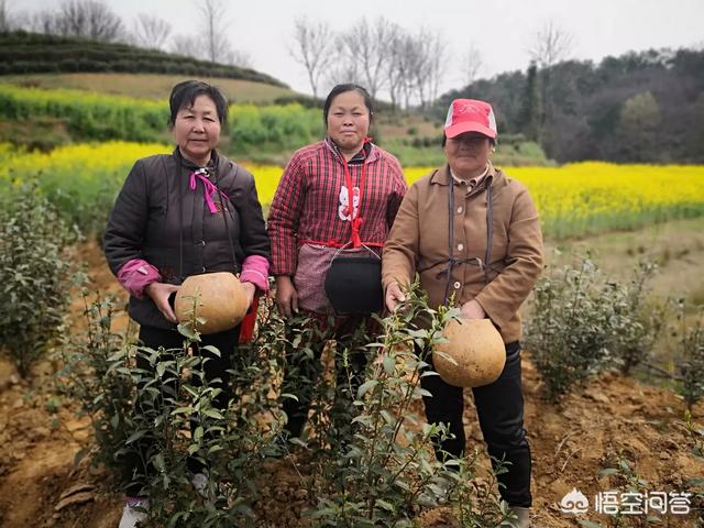 电子商务师可以找什么工作，电子商务以后可以做什么工作