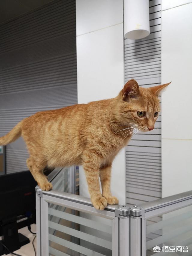 我们家猫咪快要生了，跟前跟后的一直望着我叫，给猫粮也不吃了。是什么原因？插图15