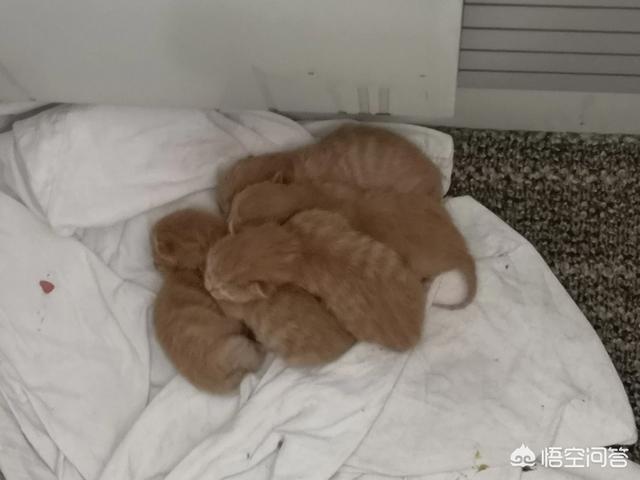 我们家猫咪快要生了，跟前跟后的一直望着我叫，给猫粮也不吃了。是什么原因？插图16