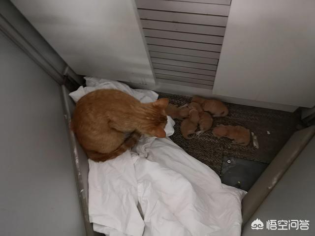 我们家猫咪快要生了，跟前跟后的一直望着我叫，给猫粮也不吃了。是什么原因？插图17