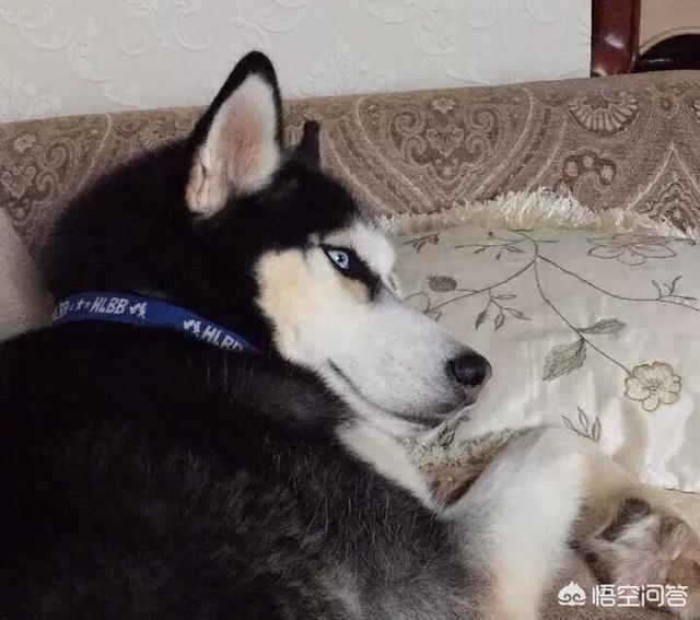 萌狗狗:#萌星人成长记#狗狗是不是故意撕家的？