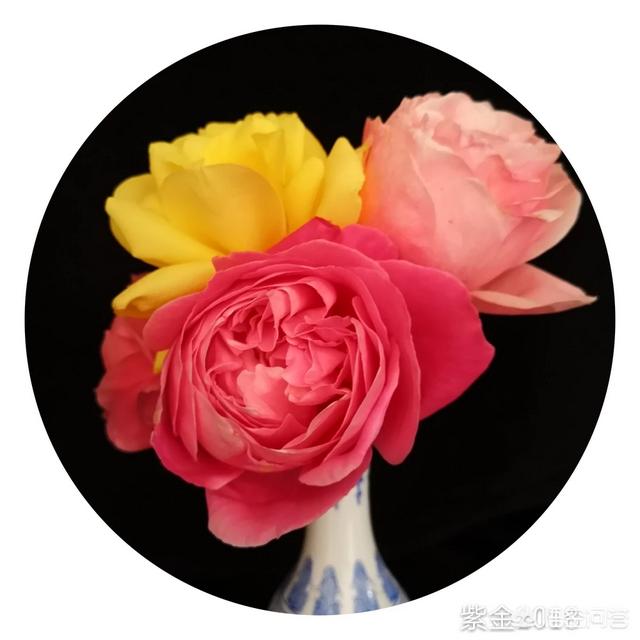 蜻蜓月季花的栽培:大游行月季花的养殖方法？