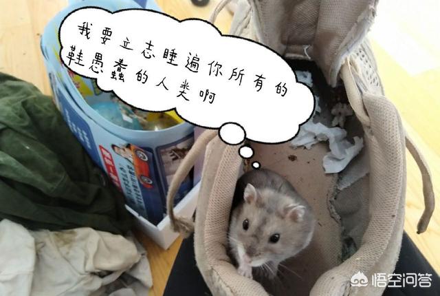 毛绒狗:狗狗不玩的毛绒玩具怎么处理？ 毛绒狗狗图片大全
