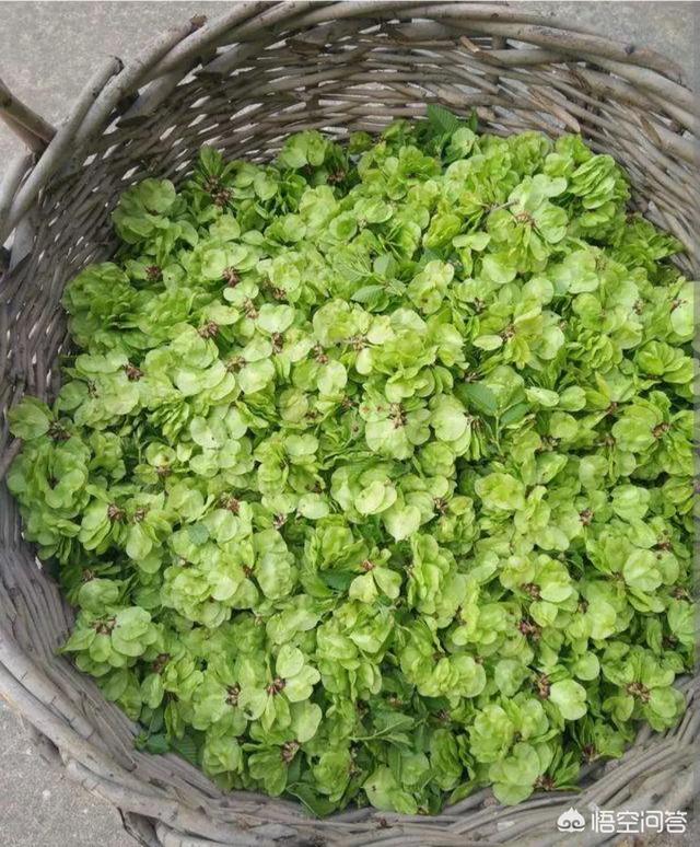 榆树钱晒干能做什么吃？