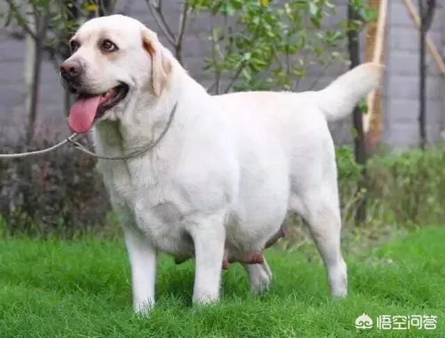 家养英国雪达犬一窝生下13仔:金毛和拉布拉多生的小狗怎么样？