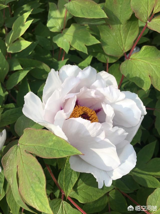 嫁妆画:清代嫁妆瓶上画八哥茶花牡丹是什么意思？
