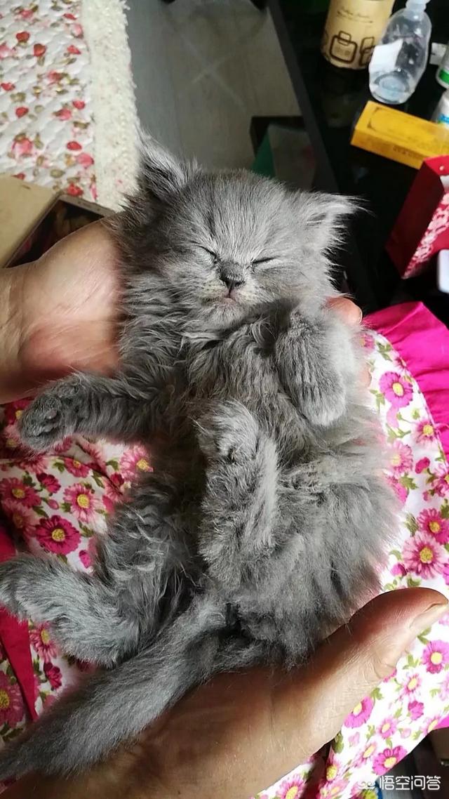 鱼松拌饭 猫饭:猫把梳下来的毛球吃了怎么办？