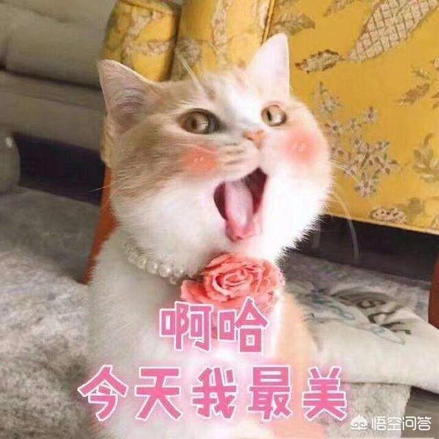 猫咪猎手6个混合装猫玩具:白天上班，小猫在家会干什么？你知道吗？