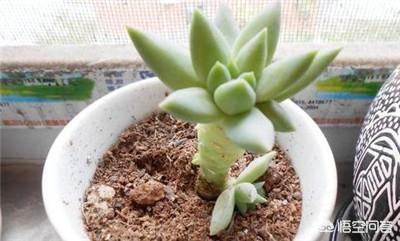 王玉珠帘图片:多肉植物千佛手怎么养谁比较懂？哪位网友晓得？