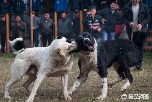 长的最丑的狗狗图片:哪些狗狗一开始看起来不乍样，养久以后就入坑了？