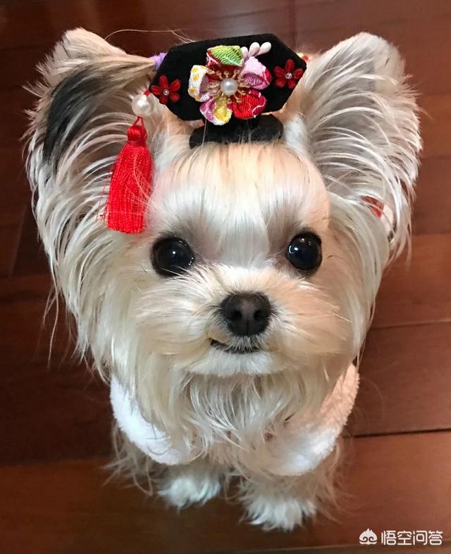 狗零食幼犬:两个月小狗能吃零食吗小饼干之类的？