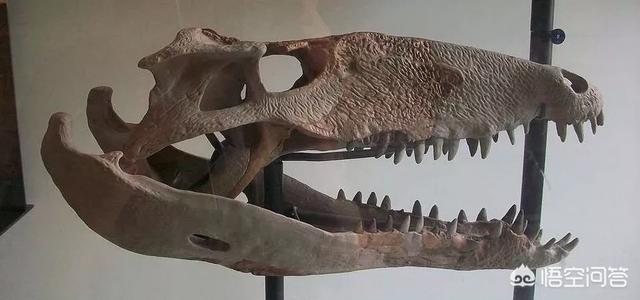 恐龙灭绝后人类出现前的地球，曾经出现过哪些生物圈霸主？