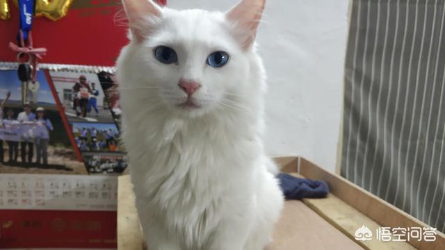 小猫吃什么可以代替猫奶:母猫不见了，只剩下还要吃奶的猫子，该怎么办？